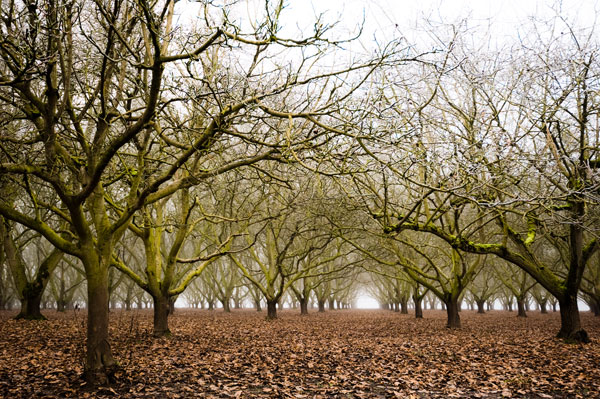 Hazel Tree Grove II