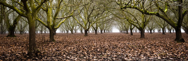 Hazel Tree Grove Pano I