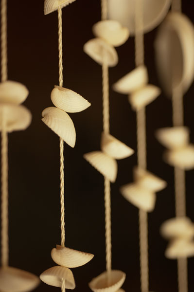 Seashell Detail