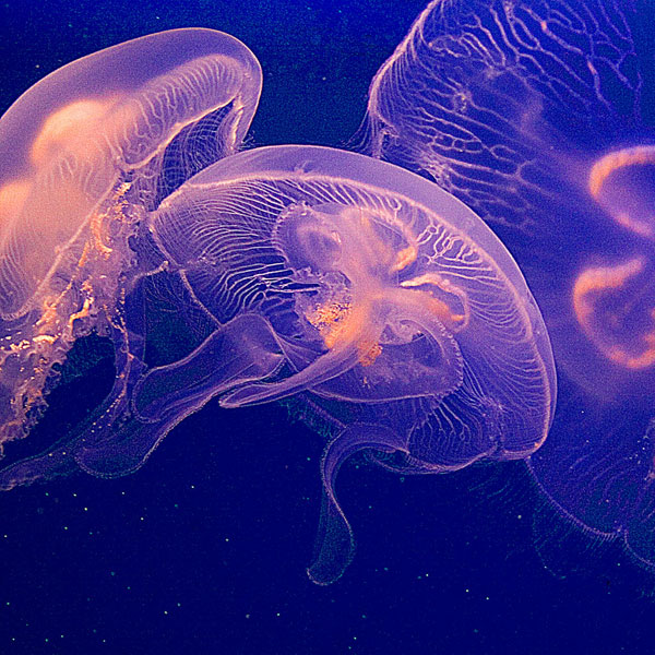 Jellyfish Dance I