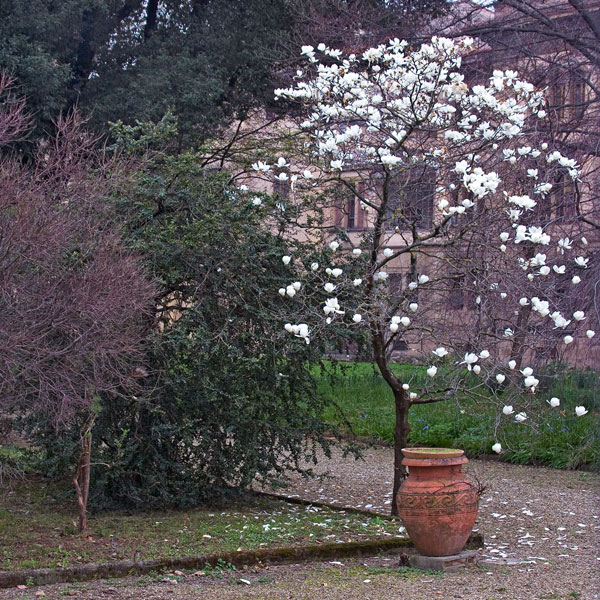 Garden Glimpse I