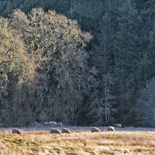 Sheep & Oak Trees