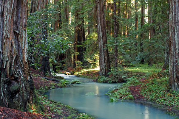 Redwood Forest I