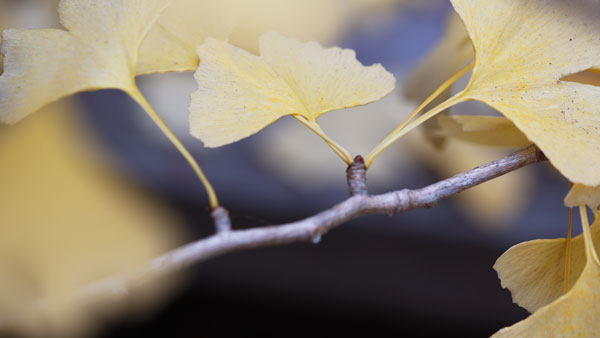 Autumn Gingko I