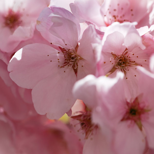 Sunny Blossoms II