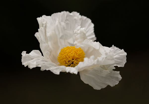 Floating Matilija II
