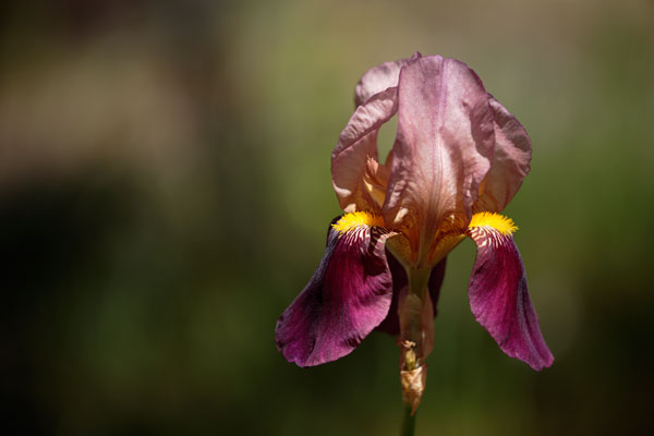 Annemarie's Irises IV