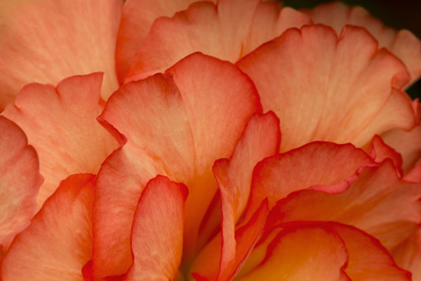 Festive Begonia III