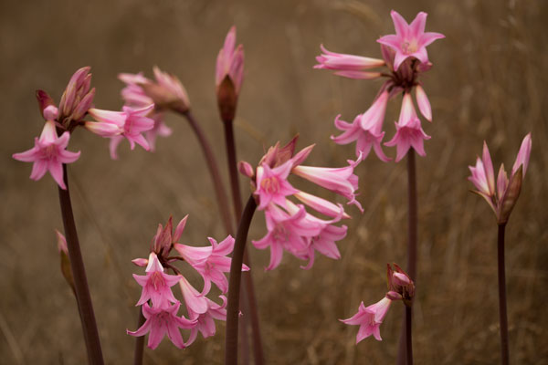 Naked Ladies I