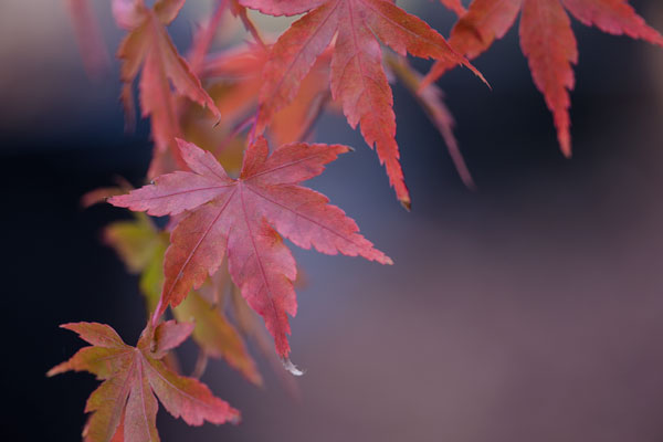 Japanese Maple I