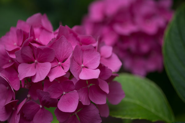 Pink Hydrangeas V
