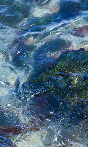 Tide Pool I