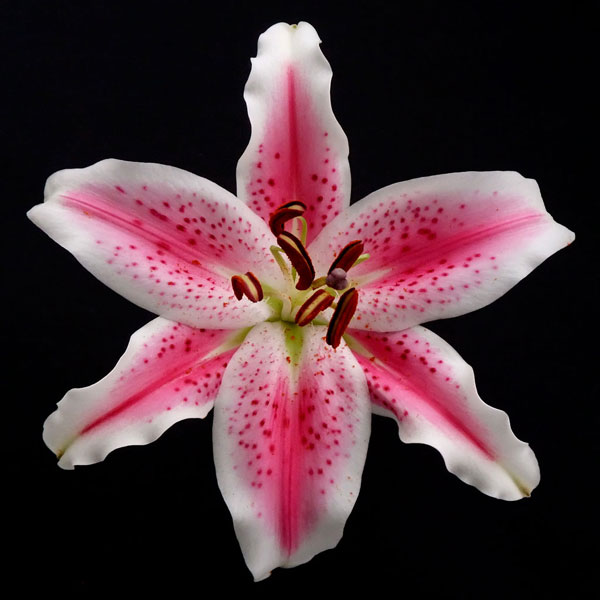 Pink Lily