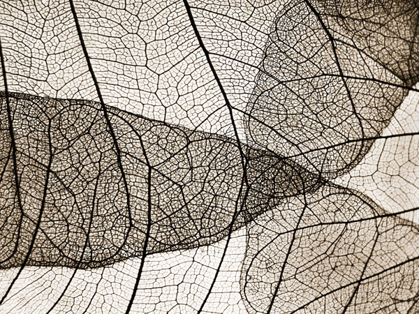 Leaf Designs II Sepia