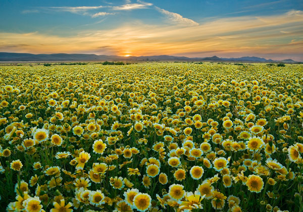 Carrizo II