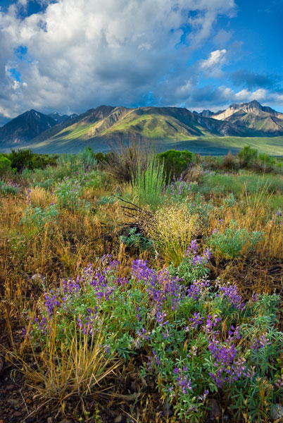 Eastern Sierra III