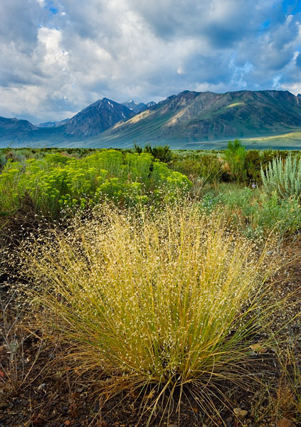 Eastern Sierra IV