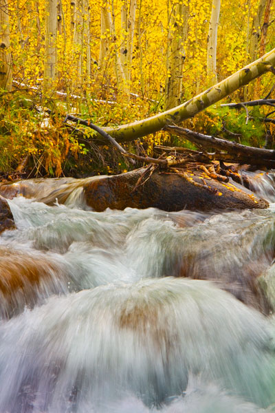Autumn Brook