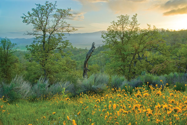 Caliente Spring II