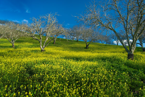 Mustard Factory I