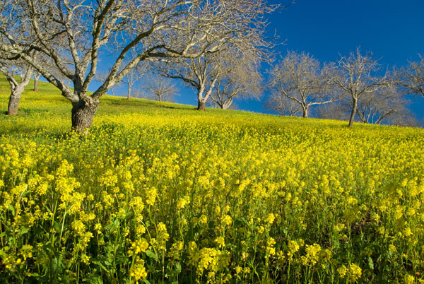 Mustard Factory II