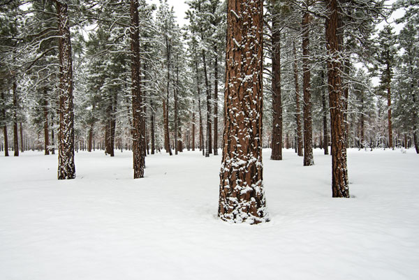Ponderosa Forest
