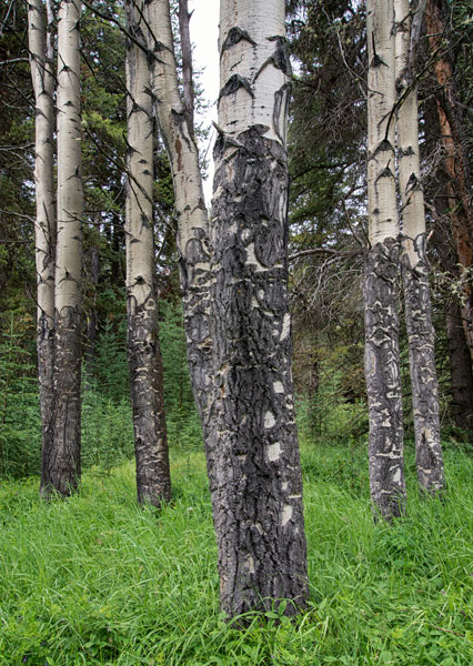 Birch Stand