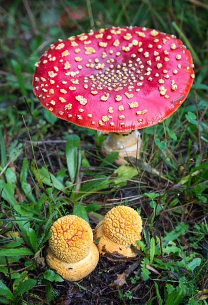 Amanita Muscaria