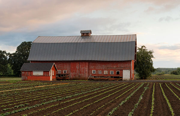 Mt. Angel Barn