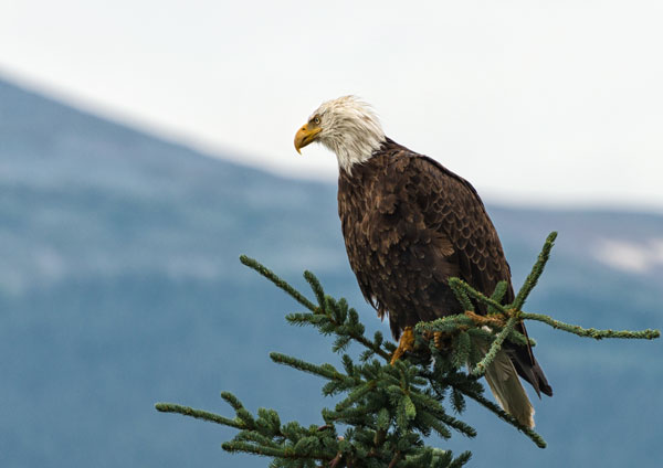 Bald Eagle II