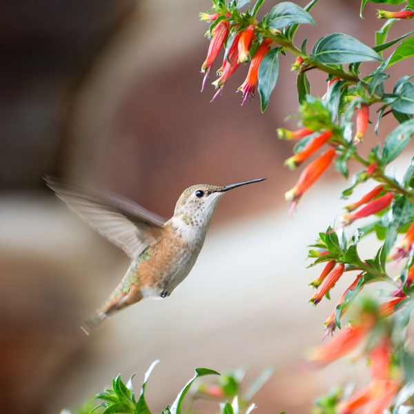 Hummingbird