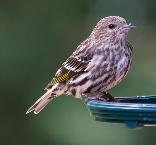 Pine Siskin