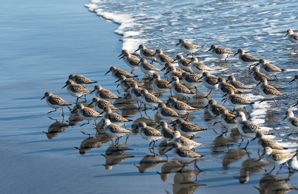 Sandpipers at Kalaloch