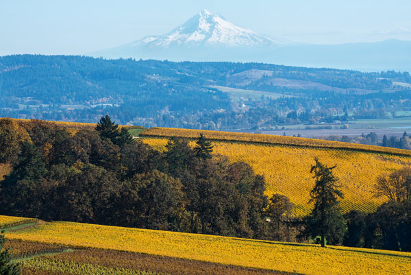 Dundee Hills I