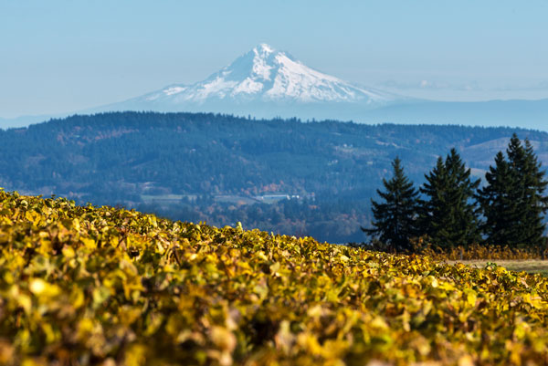 Dundee Hills II