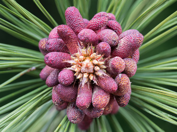Forming Pine Cone