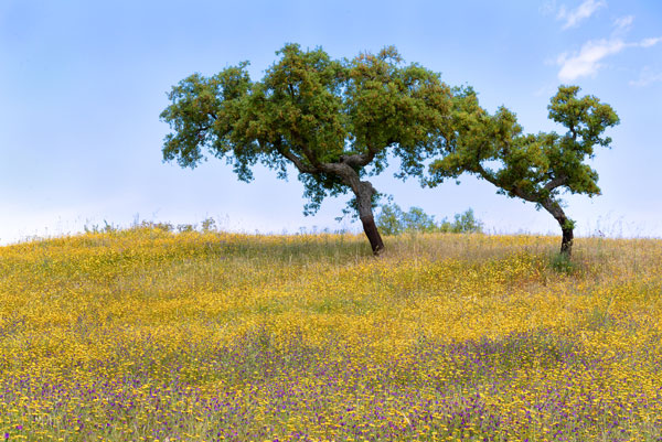 Two Cork Trees