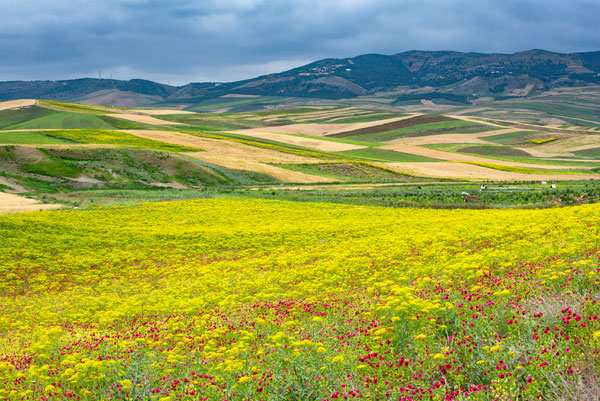 Morocco Wildflowers