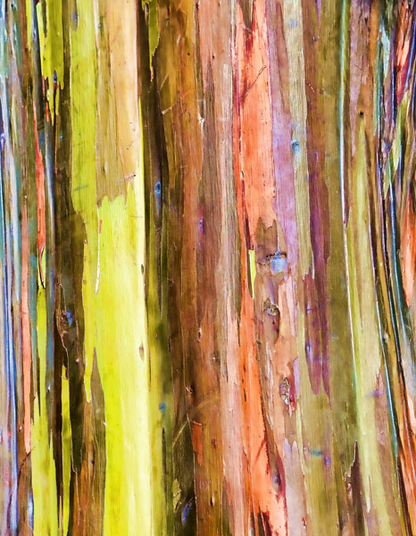 Eucalyptus Bark I