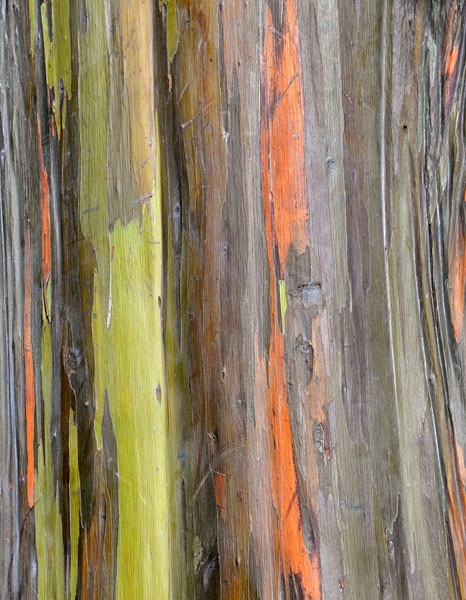 Eucalyptus Bark III