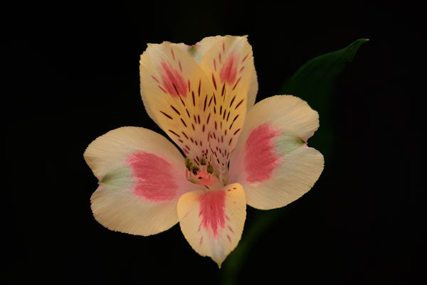 French Flower