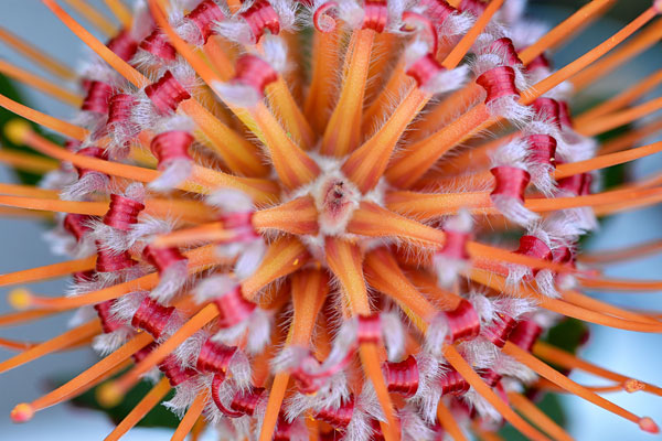 Pincushion Explosion