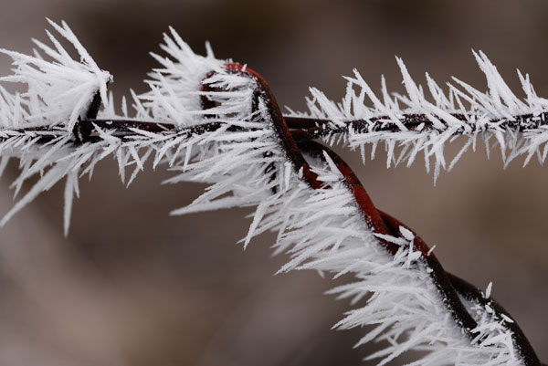 Winter Fence