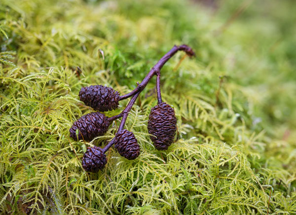 Tiny Alder Cones on Fern Moss