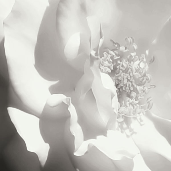 BW Rose Sq I