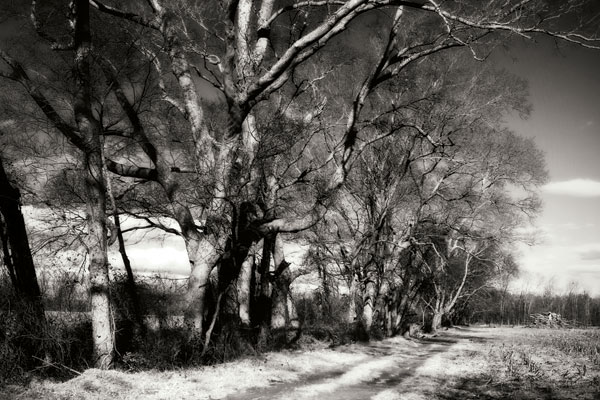 Winter Fields I