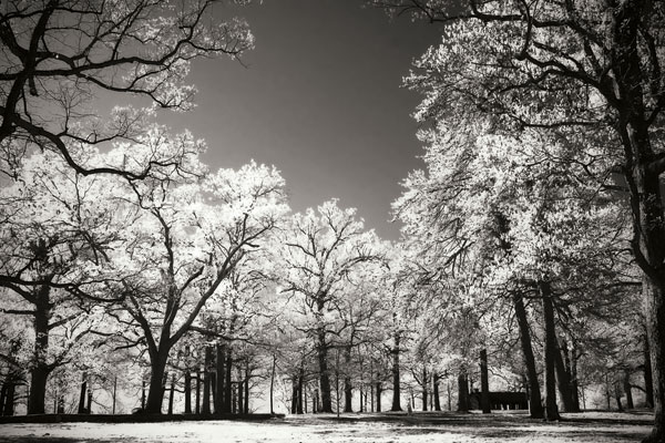 Bright Spring Day I