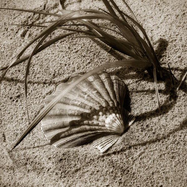 Seashells I