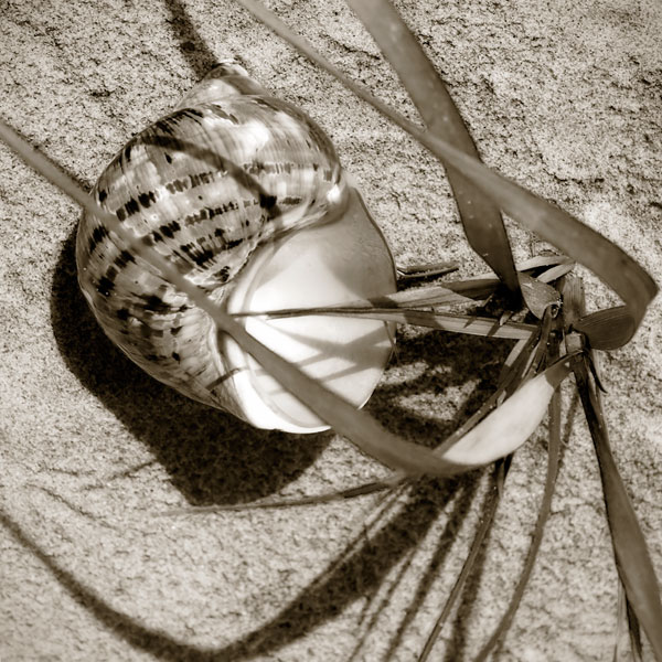 Seashells III