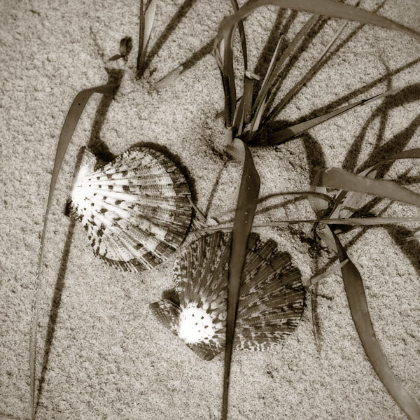 Seashells IV